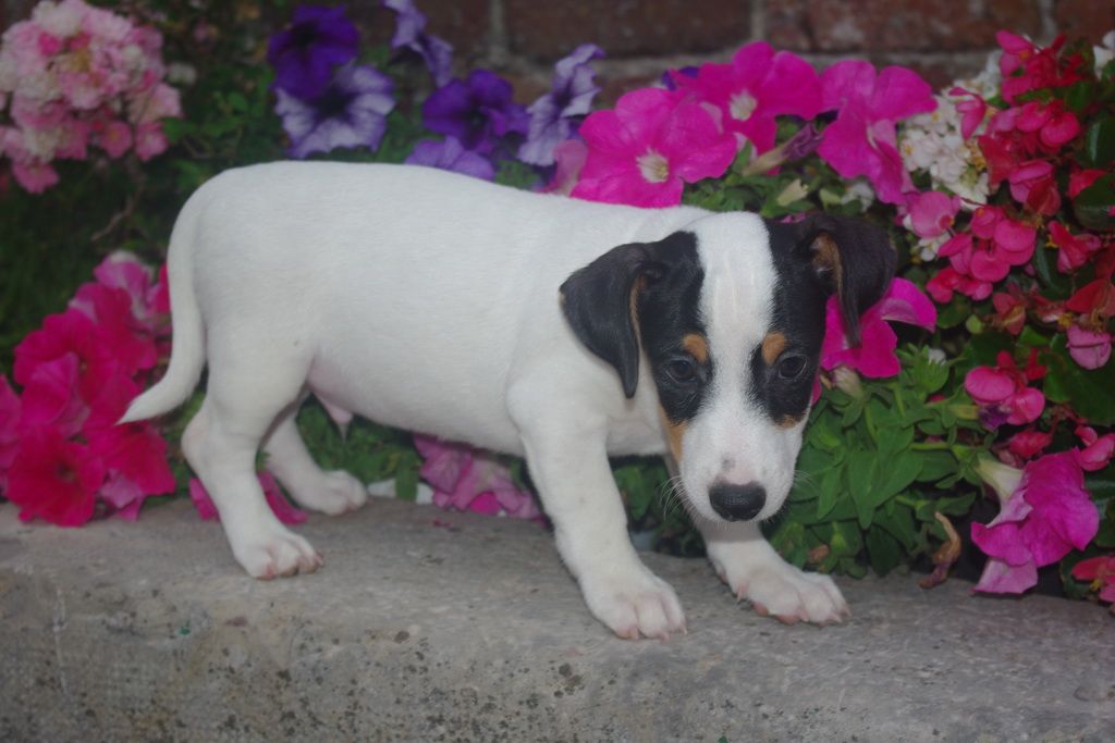 images/contenu/Chiots/jackrussel/004/7-jack_russel_9.jpg