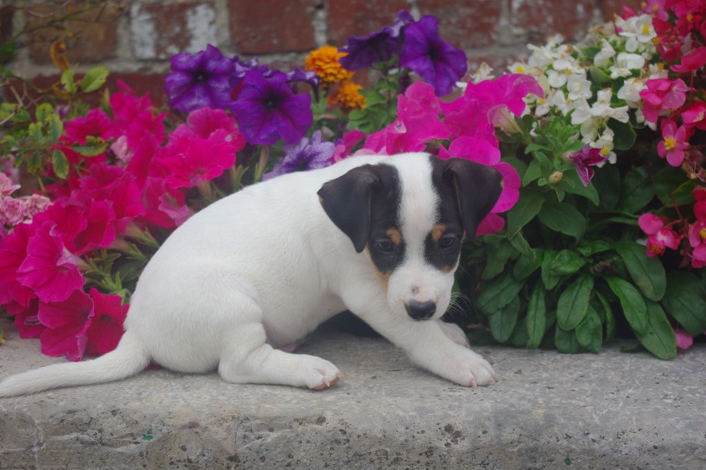 images/contenu/Chiots/jackrussel/004/8-jack_russel_11.jpg