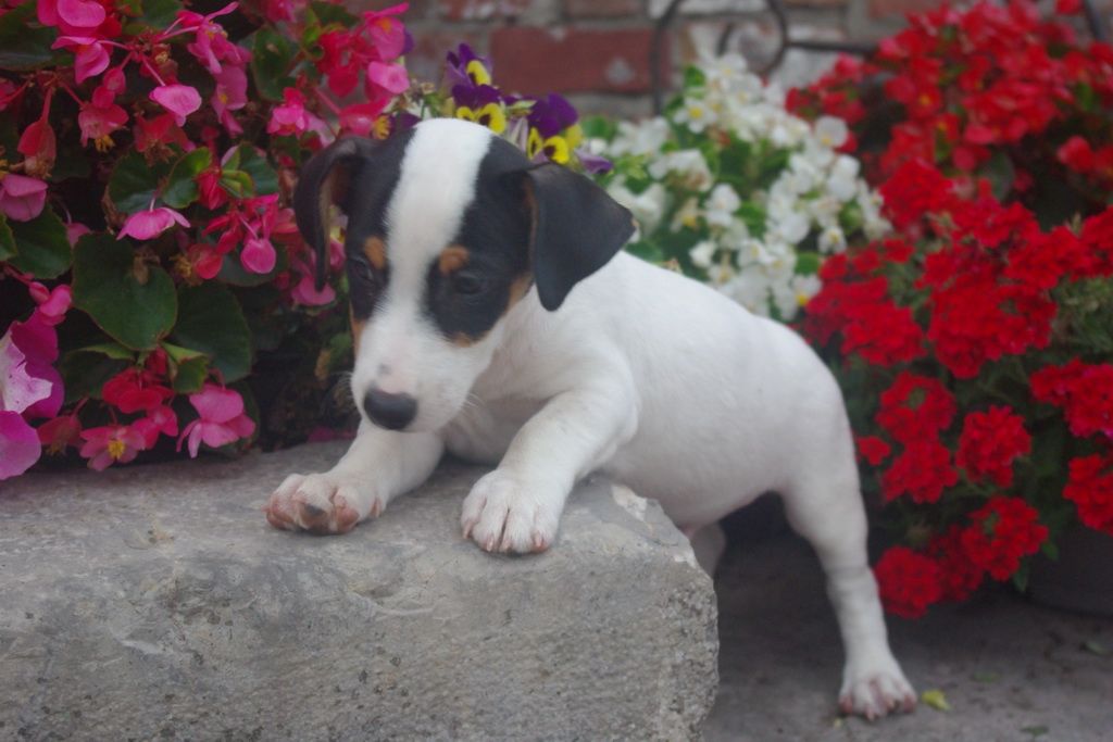 images/contenu/Chiots/jackrussel/004/7-jack_russel_15.jpg