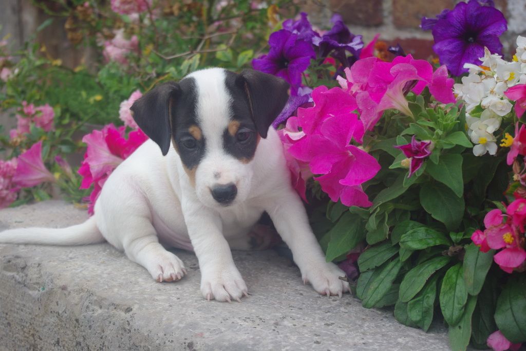 images/contenu/Chiots/jackrussel/004/8-jack_russel_3.jpg