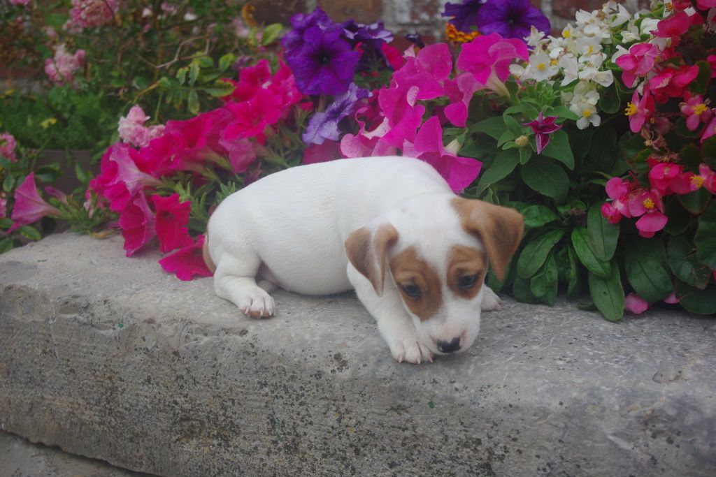 images/contenu/Chiots/jackrussel/005/8-jack_russel_4.jpg