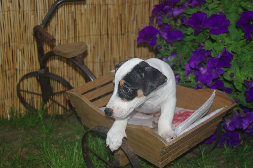 images/contenu/Chiots/jackrussel/004/7-jack_russel_7.jpg