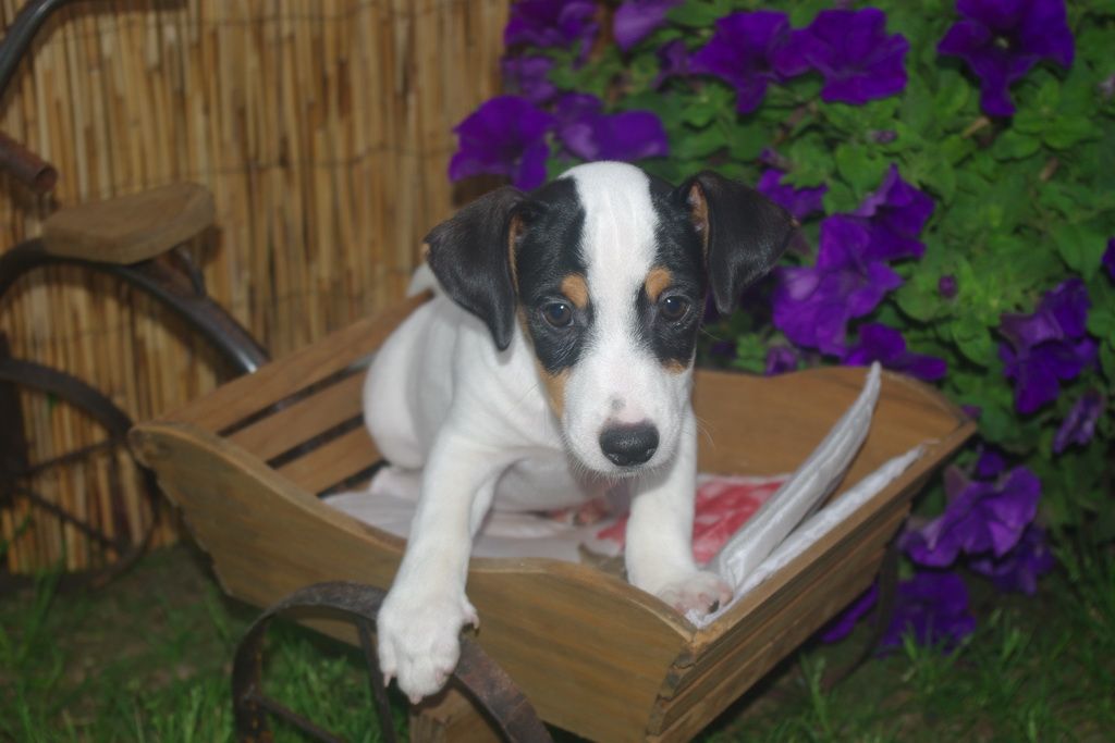 images/contenu/Chiots/jackrussel/004/7-jack_russel_8.jpg