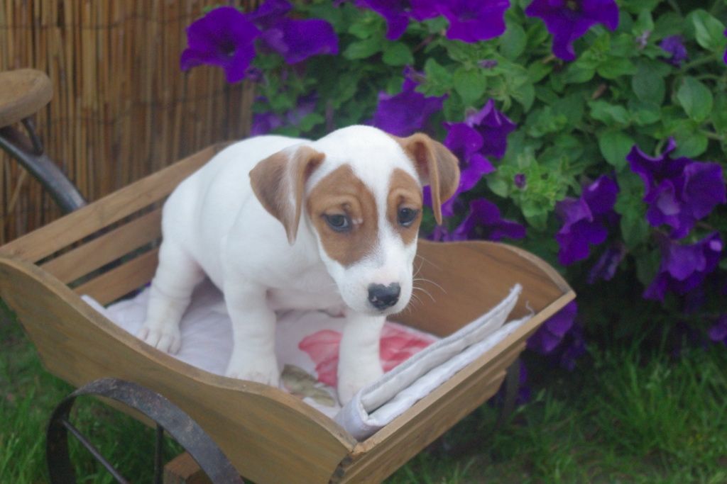 images/contenu/Chiots/jackrussel/005/7-jack_russel_1.jpg