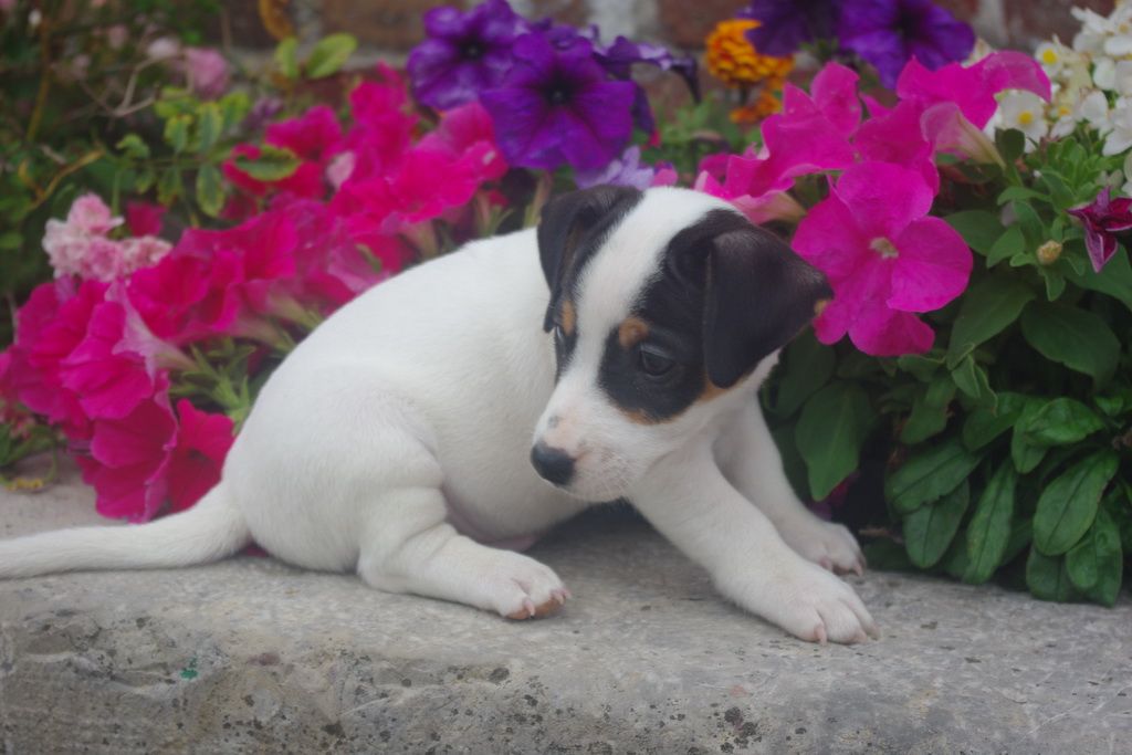 images/contenu/Chiots/jackrussel/004/8-jack_russel_10.jpg