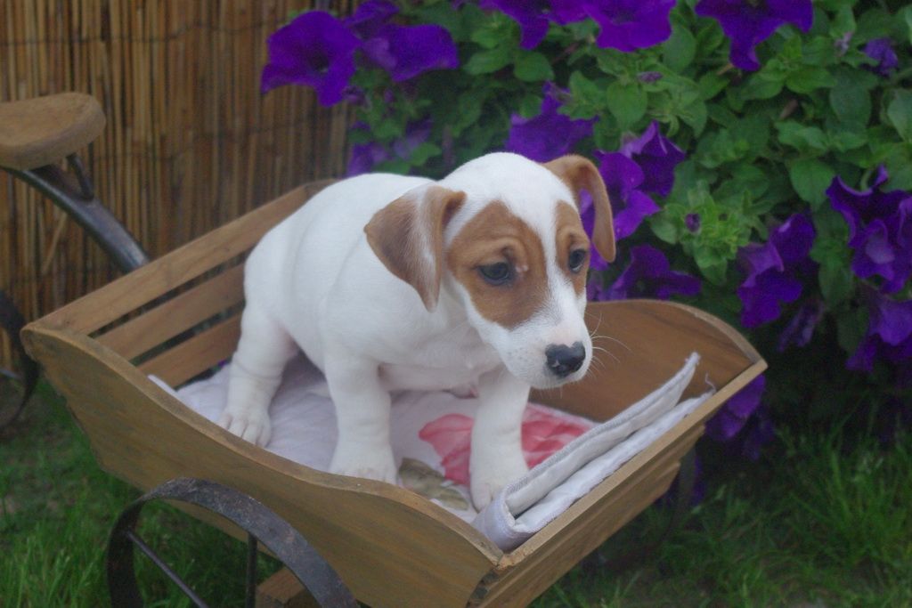 images/contenu/Chiots/jackrussel/005/7-jack_russel_10.jpg