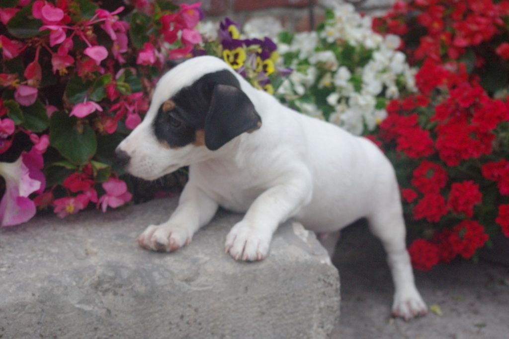 images/contenu/Chiots/jackrussel/004/7-jack_russel_14.jpg