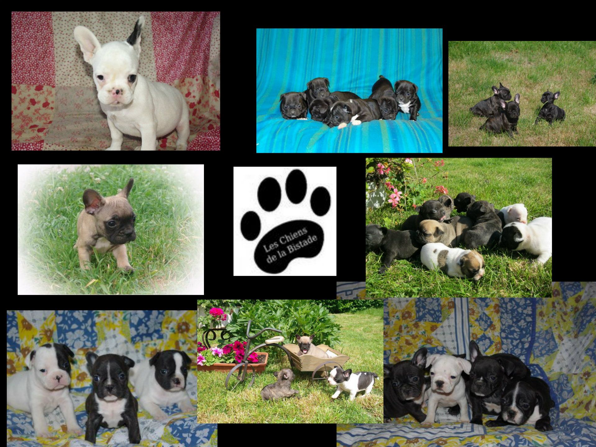 images/contenu/Chiots/Bouledogue/pasdechiots/bouledogue_franais_4.jpg