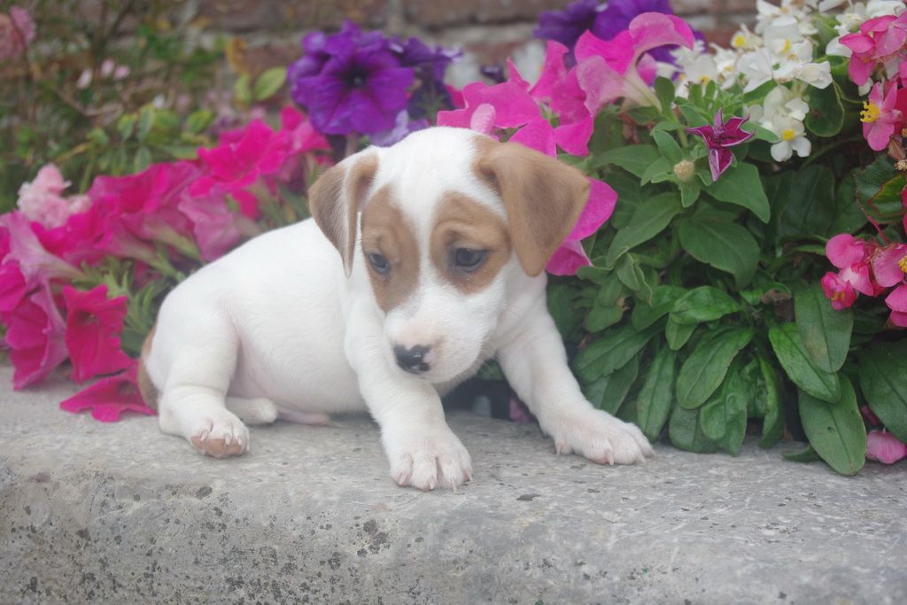 images/contenu/Chiots/jackrussel/005/8-jack_russel_8.jpg