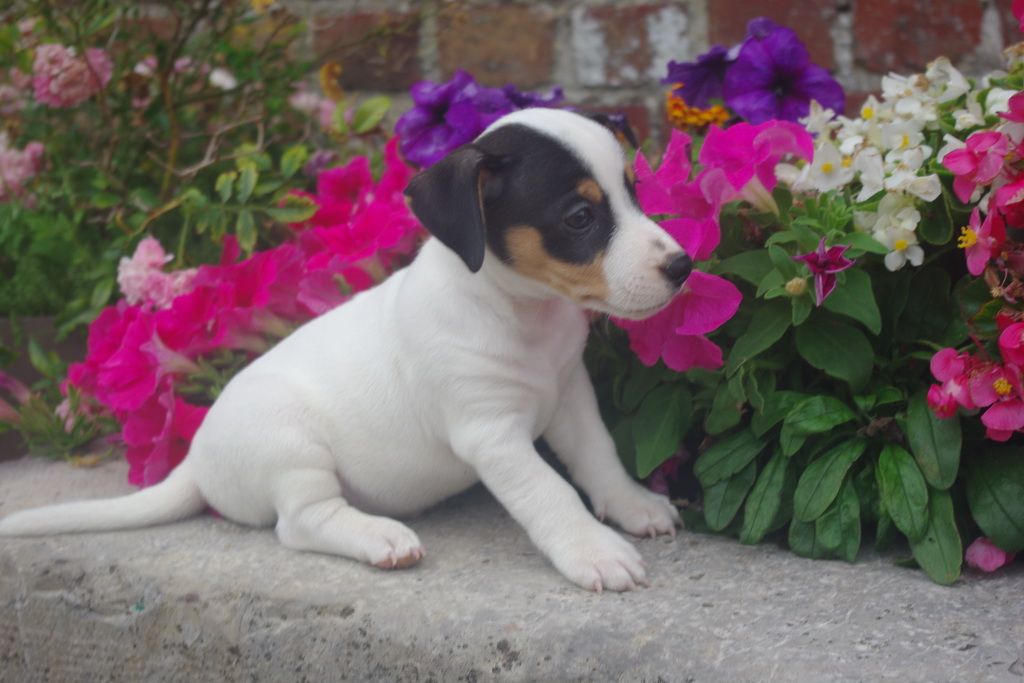 images/contenu/Chiots/jackrussel/004/8-jack_russel_13.jpg