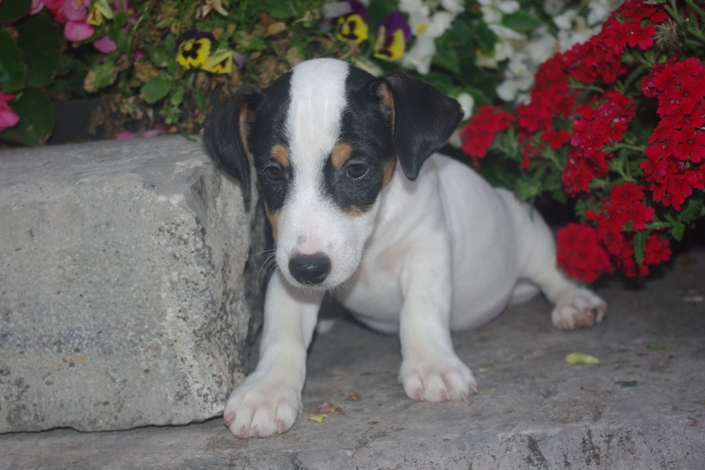 images/contenu/Chiots/jackrussel/004/7-jack_russel_17.jpg