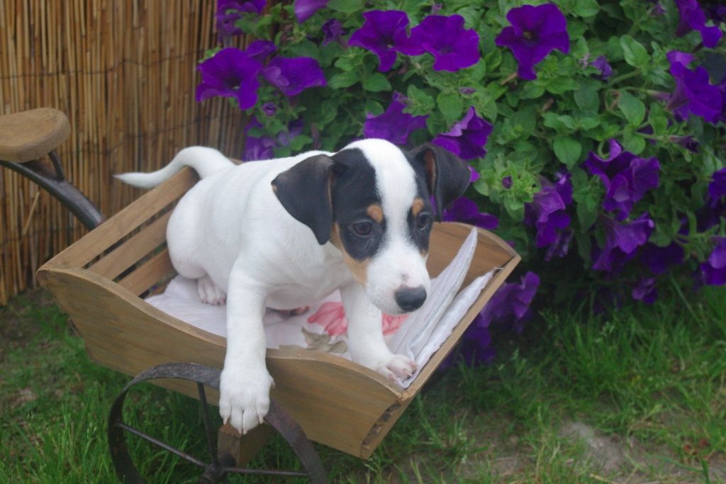 images/contenu/Chiots/jackrussel/004/7-jack_russel_5.jpg