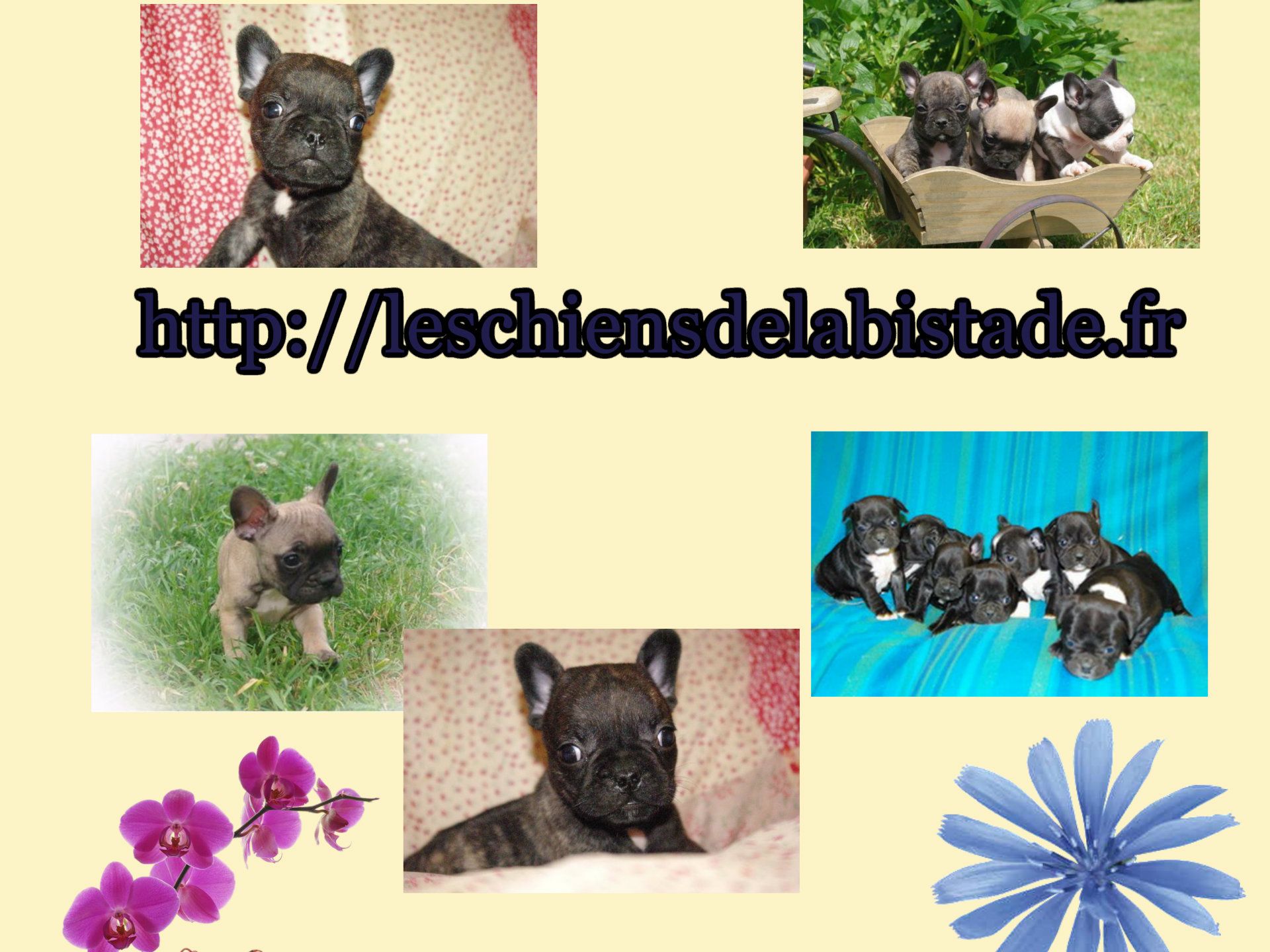 images/contenu/Chiots/Bouledogue/pasdechiots/bouledogue_franais_5.jpg