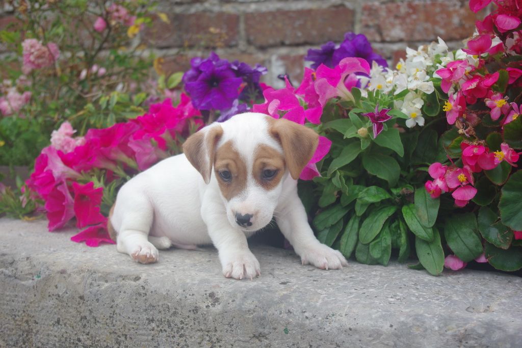 images/contenu/Chiots/jackrussel/005/8-jack_russel_6.jpg