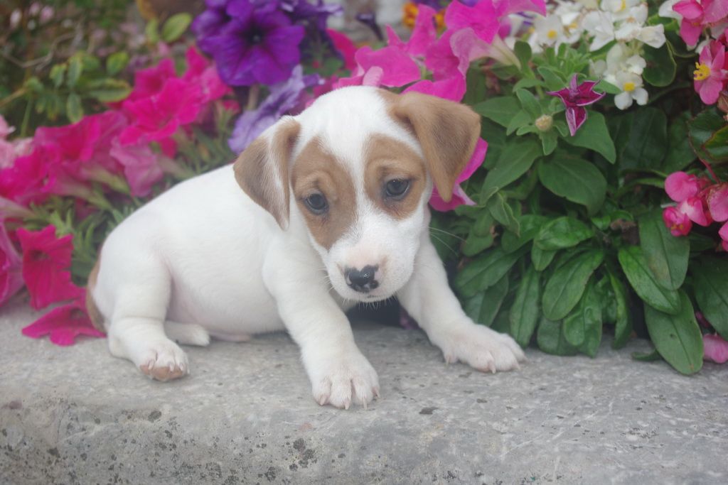 images/contenu/Chiots/jackrussel/005/8-jack_russel_9.jpg