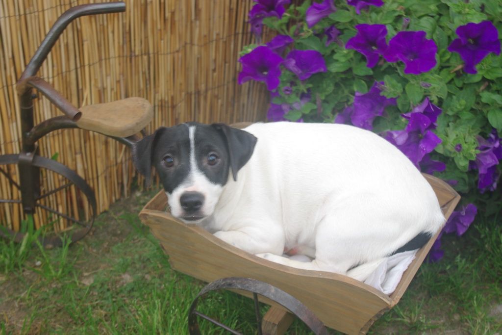 images/contenu/Chiots/jackrussel/007/5-jack_russel_5.jpg