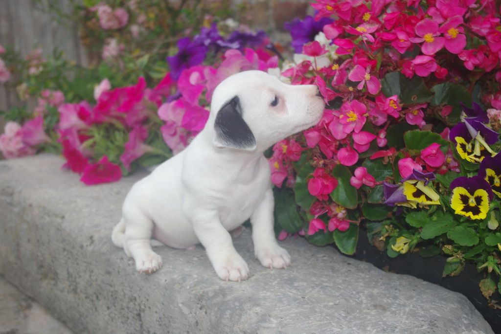 images/contenu/Chiots/jackrussel/009/8-jack_russel_2.jpg