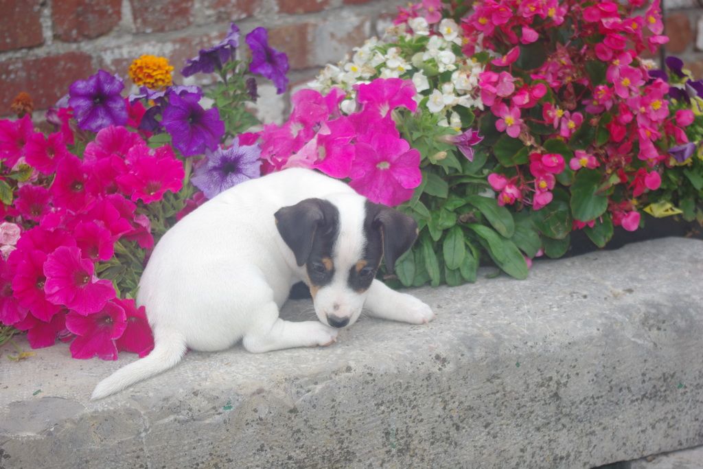 images/contenu/Chiots/jackrussel/004/8-jack_russel_12.jpg