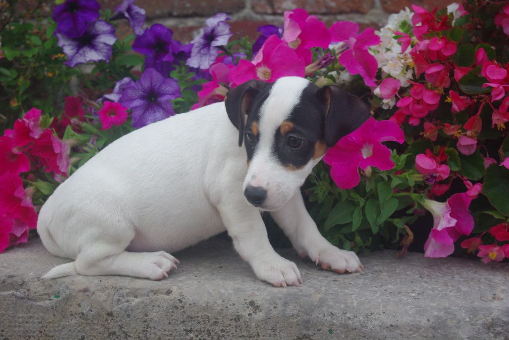 images/contenu/Chiots/jackrussel/004/7-jack_russel_11.jpg