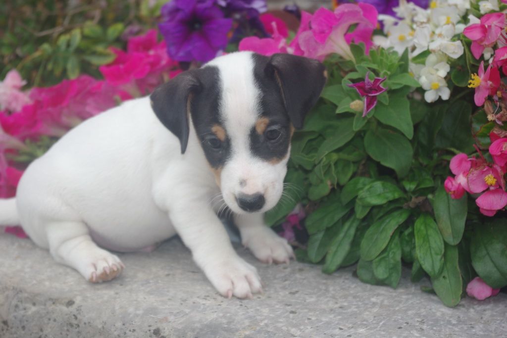 images/contenu/Chiots/jackrussel/004/8-jack_russel_7.jpg