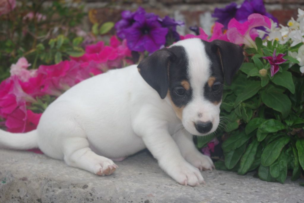 images/contenu/Chiots/jackrussel/004/8-jack_russel_8.jpg