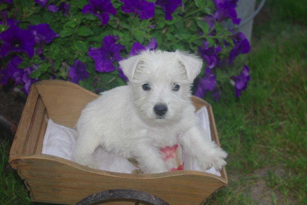 images/contenu/Chiots/westie/003/8-westie_15.jpg