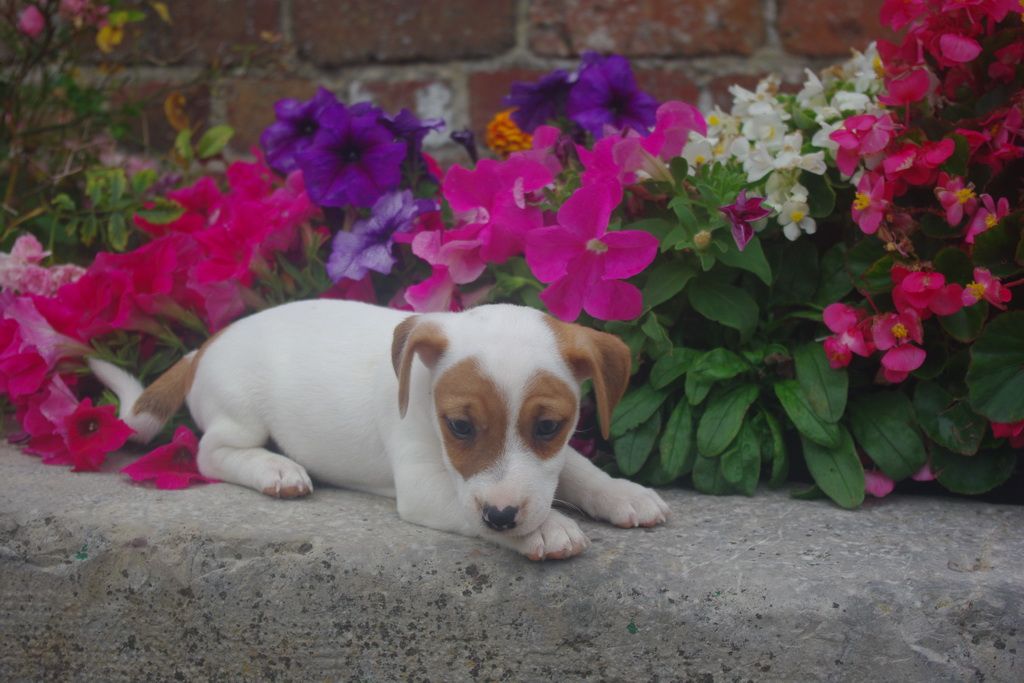 images/contenu/Chiots/jackrussel/005/8-jack_russel_11.jpg