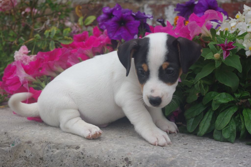 images/contenu/Chiots/jackrussel/004/8-jack_russel_9.jpg