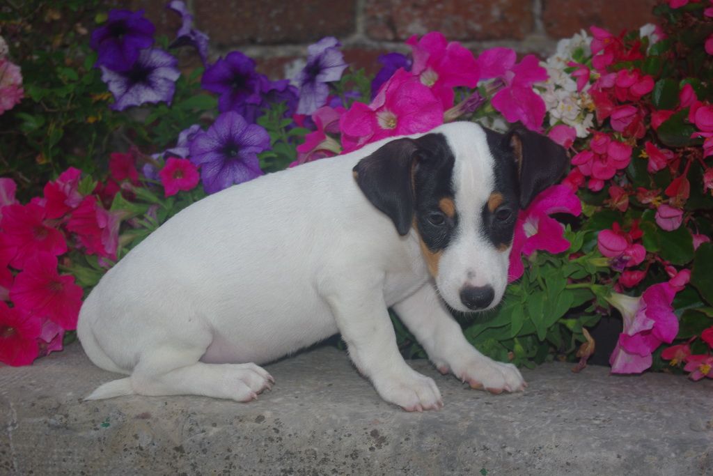 images/contenu/Chiots/jackrussel/004/7-jack_russel_10.jpg