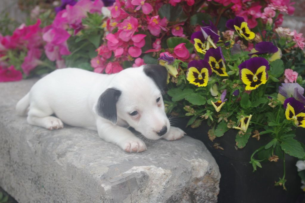 images/contenu/Chiots/jackrussel/009/8-jack_russel_13.jpg