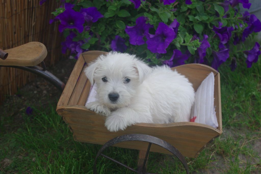 images/contenu/Chiots/westie/003/8-westie_14.jpg