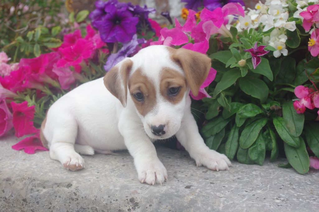 images/contenu/Chiots/jackrussel/005/8-jack_russel_10.jpg