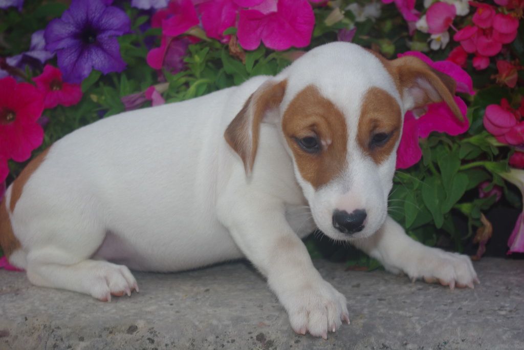 images/contenu/Chiots/jackrussel/005/7-jack_russel_5.jpg