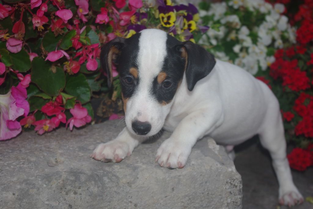 images/contenu/Chiots/jackrussel/004/7-jack_russel_13.jpg