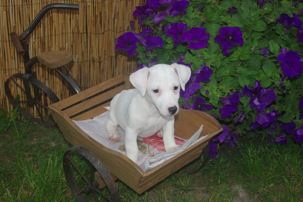 images/contenu/Chiots/jackrussel/001/7-jack_russel_2.jpg