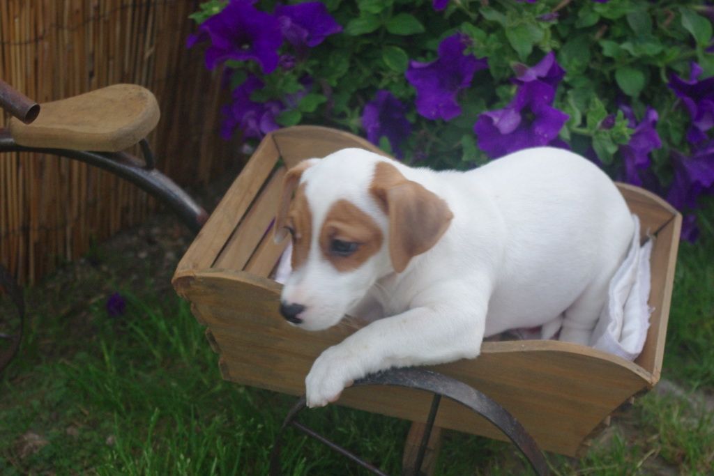 images/contenu/Chiots/jackrussel/005/7-jack_russel_6.jpg