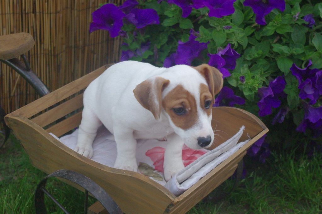 images/contenu/Chiots/jackrussel/005/7-jack_russel_9.jpg