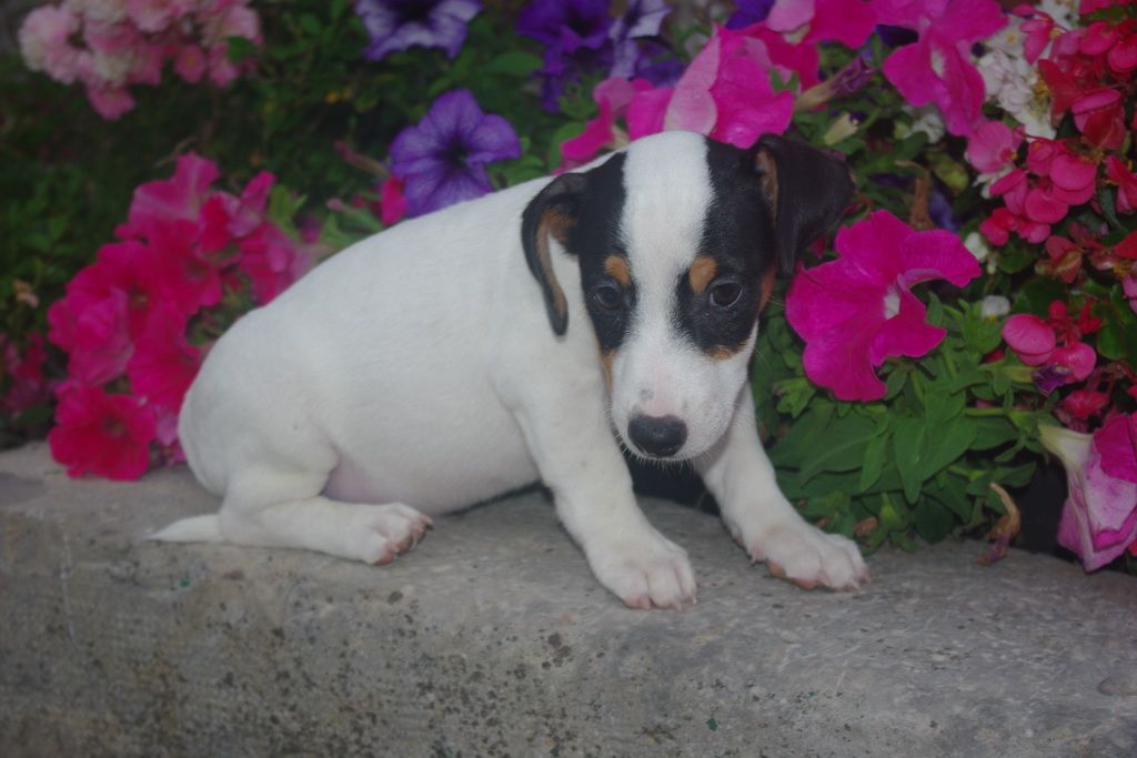 images/contenu/Chiots/jackrussel/004/7-jack_russel_12.jpg