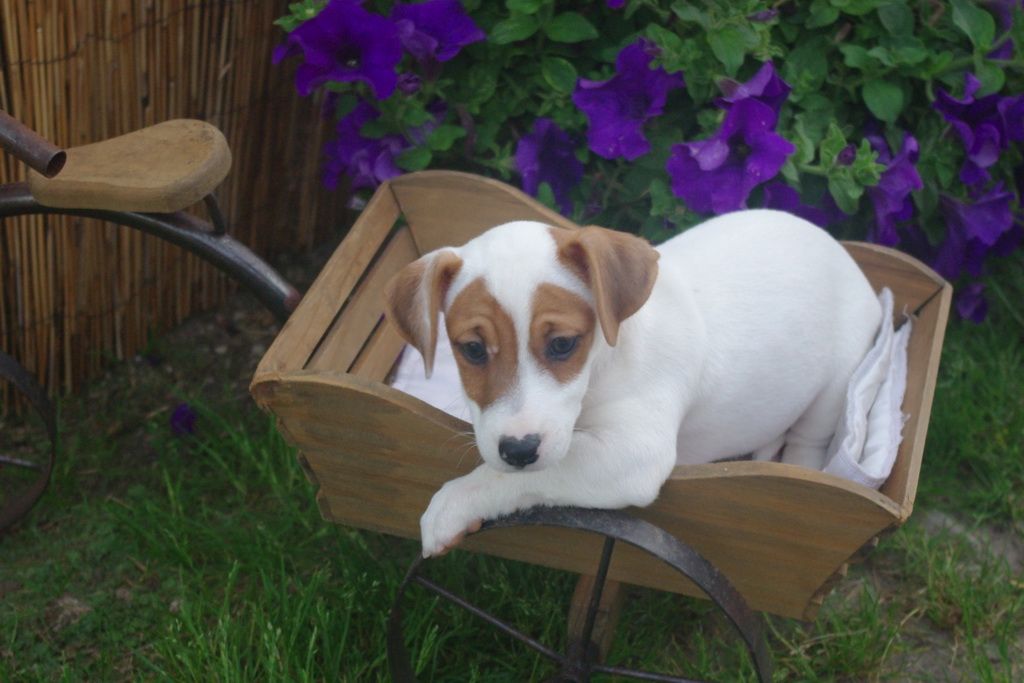 images/contenu/Chiots/jackrussel/005/7-jack_russel_8.jpg