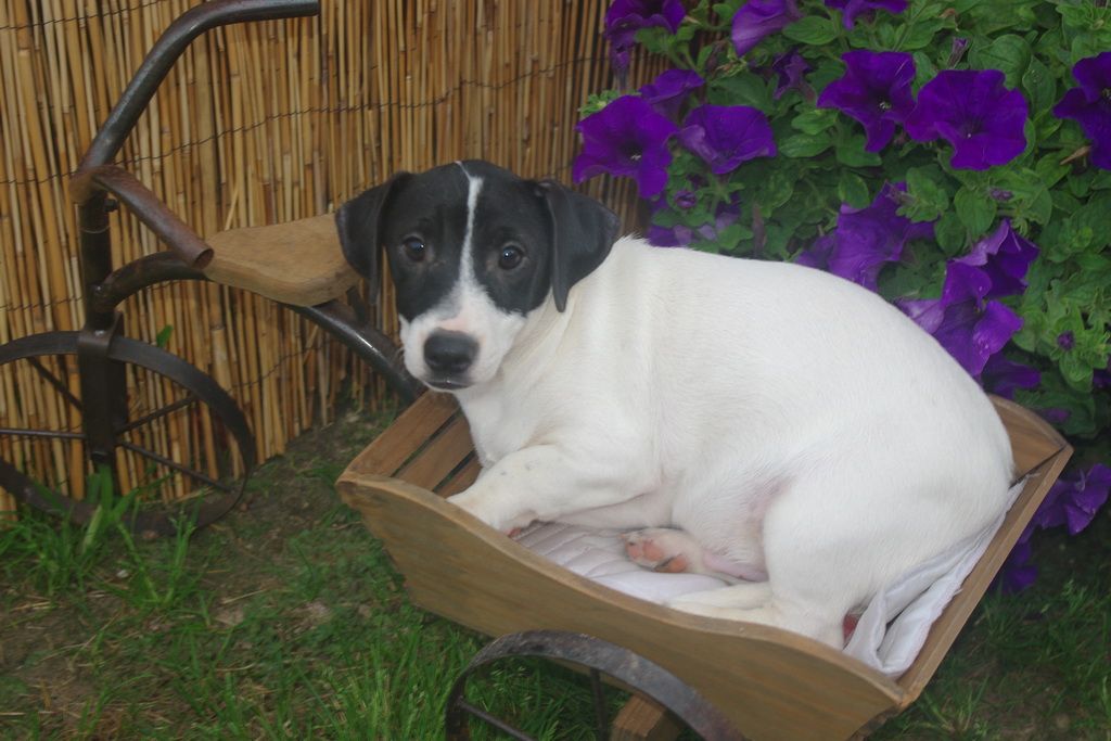 images/contenu/Chiots/jackrussel/007/5-jack_russel_1.jpg