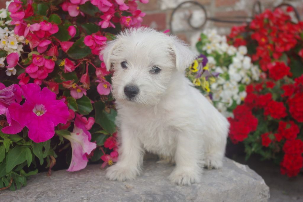 images/contenu/Chiots/westie/003/8-westie_9.jpg