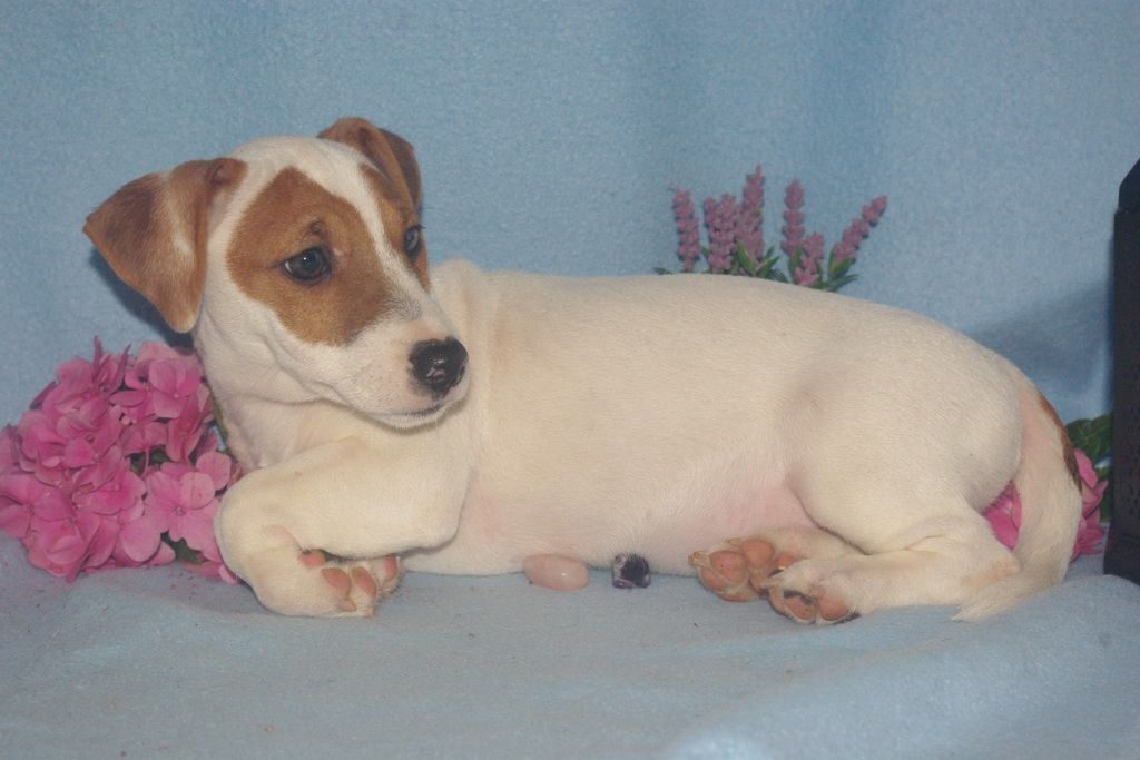 images/contenu/Chiots/jackrussel/005/6-jack_russel_17.jpg